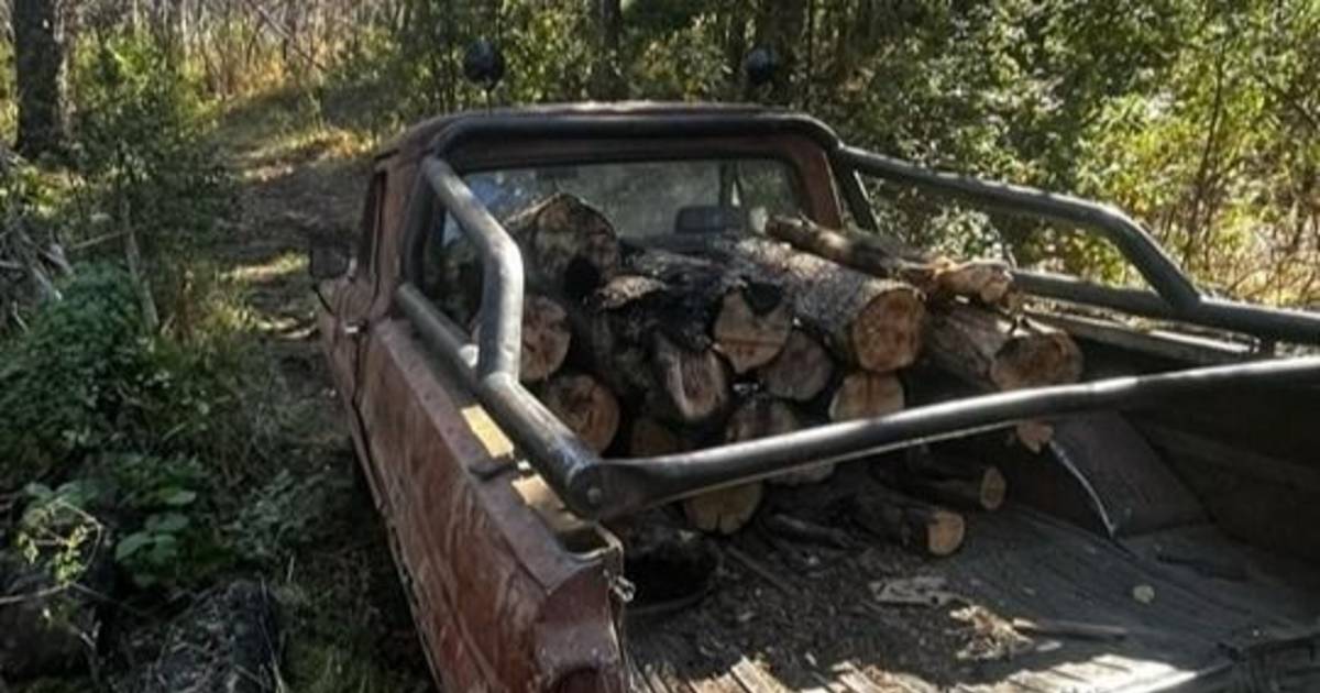 Detenidos por tala ilegal de pinos en Loma del Medio, El Bolsón ...